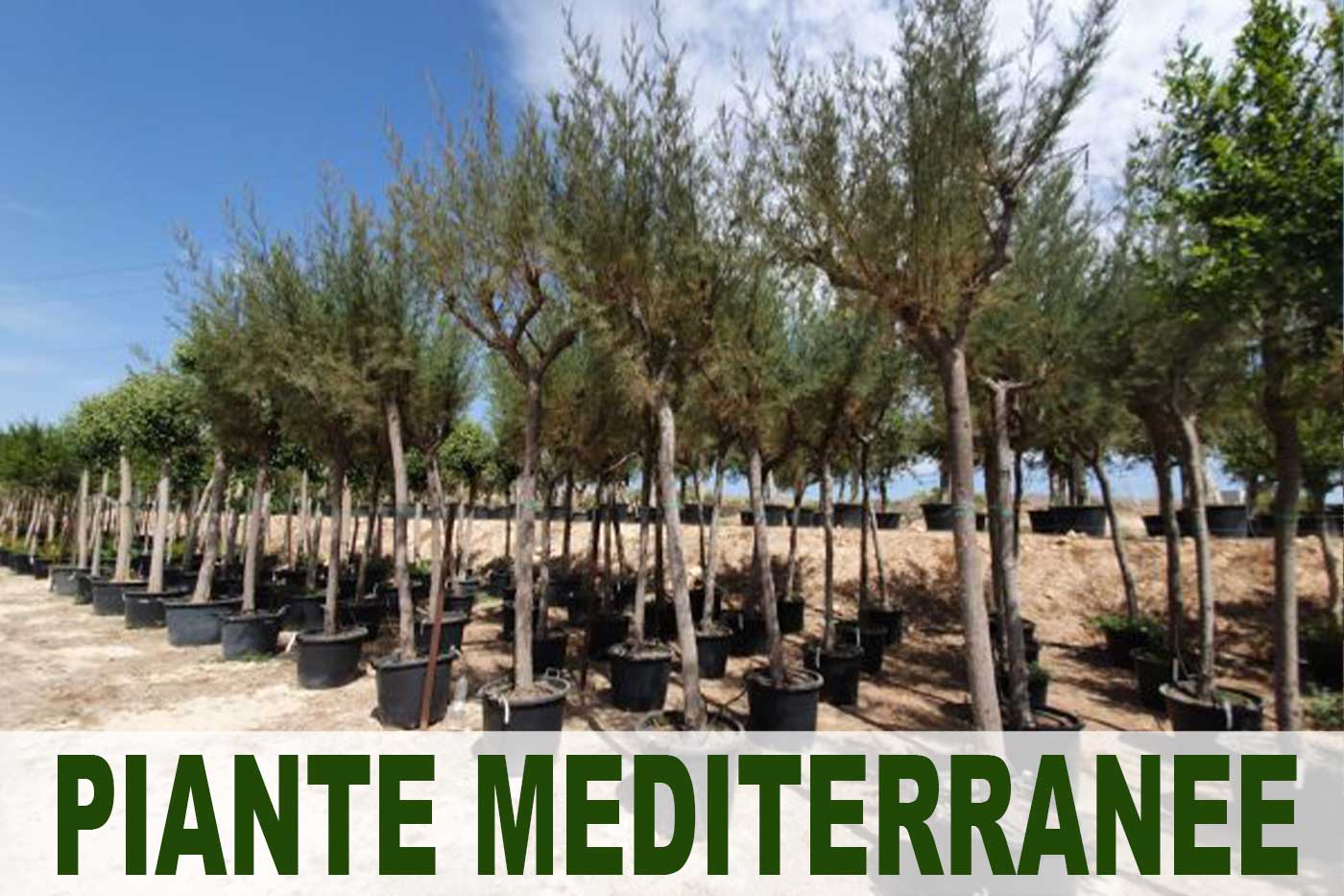 piante-mediterranee