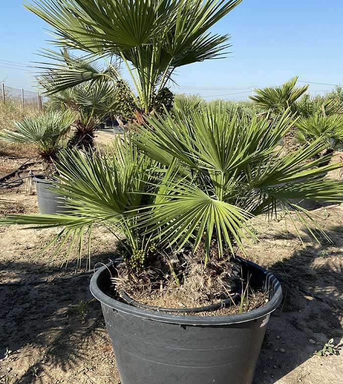 PALME